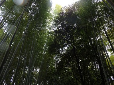 BambooForest (21)