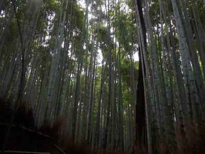 BambooForest (23)