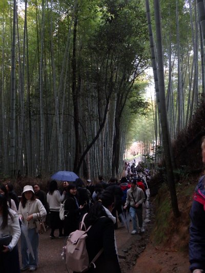 BambooForest (24)