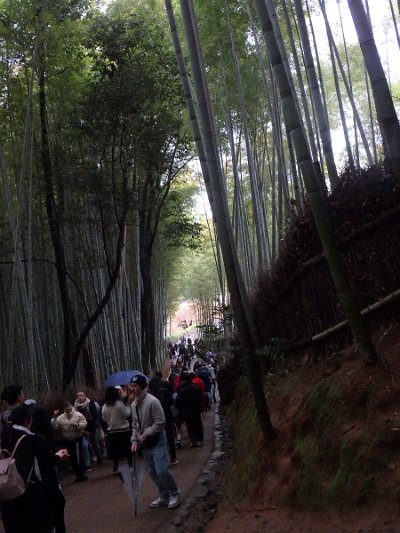 BambooForest (25)