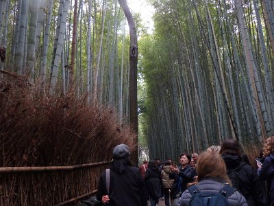 BambooForest (26)