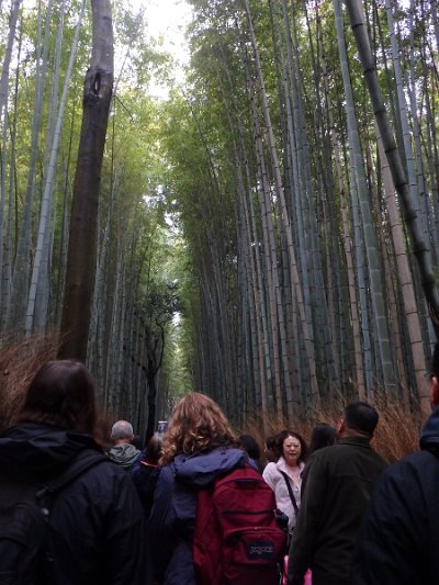 BambooForest (27)