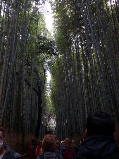 BambooForest (28)