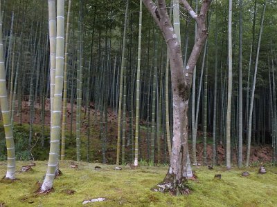 BambooForest (7)