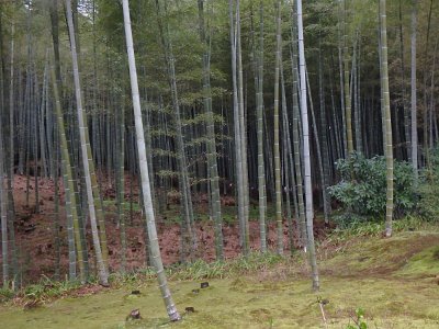 BambooForest (8)