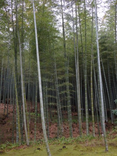 BambooForest (9)