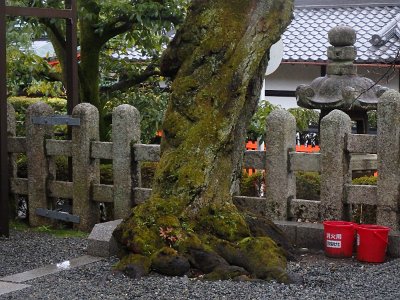 Fushimi Inari (80)