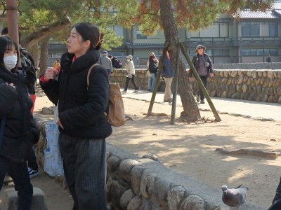 Miyajima032224 (317)