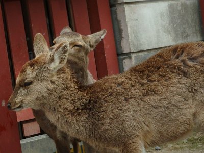 Miyajima032224 (101)