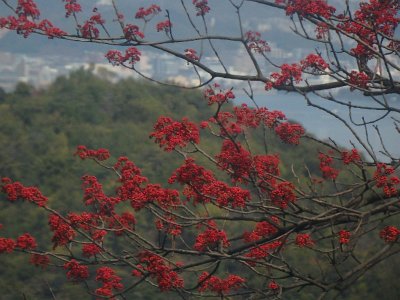 Miyajima032224 (121)