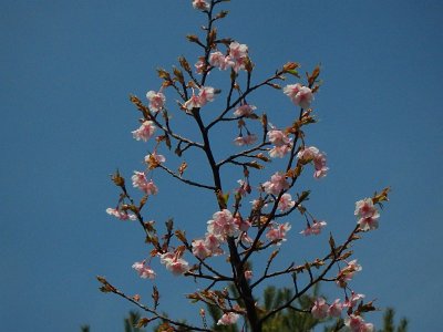 Miyajima032224 (151)