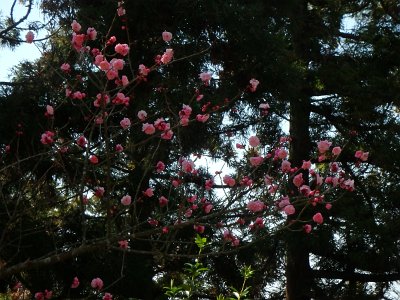 Miyajima032224 (168)