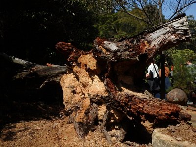 Miyajima032224 (184)