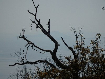 Miyajima032224 (208)