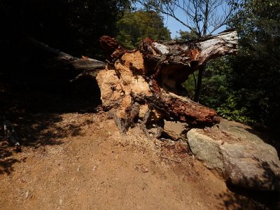 Miyajima032224 (234)