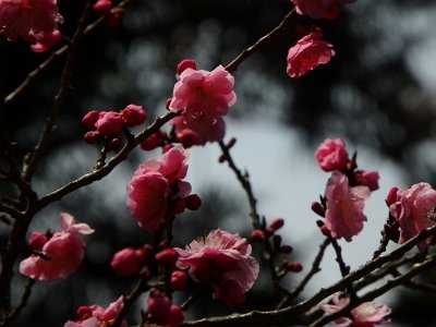 Miyajima032224 (237)