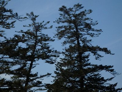 Miyajima032224 (276)