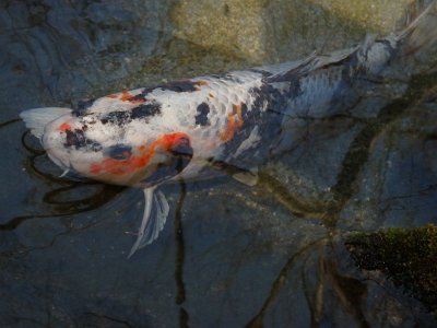 Miyajima032224 (281)