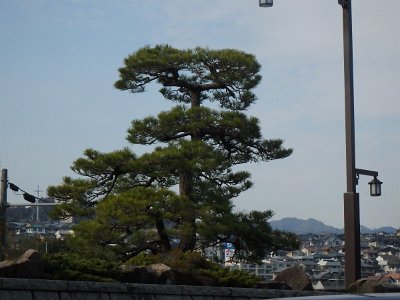 Miyajima032224 (339)