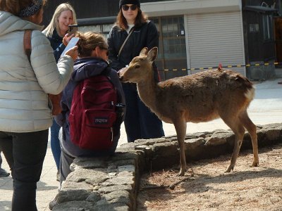 Miyajima032224 (57)