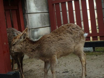 Miyajima032224 (99)