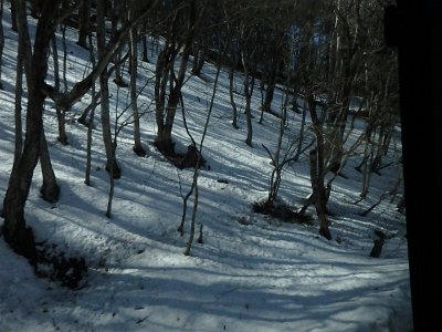 Nikko031624 (319)