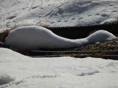 Nikko031624 (393)