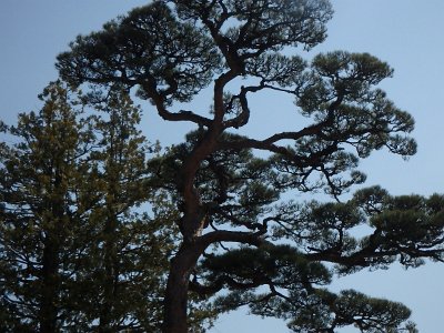 NikkoShinto shrine (130)