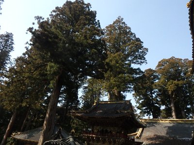 NikkoShinto shrine (72)