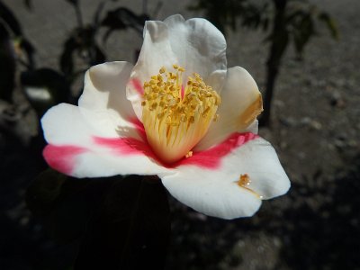 Sensoji Temple (31)