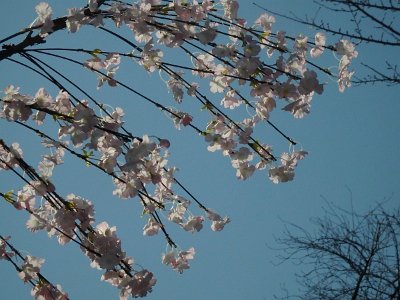 Sensoji Temple (97)