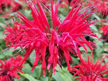 Monarda (1)