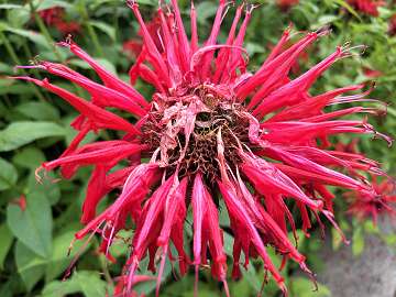 Monarda (107)