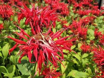 Monarda (109)