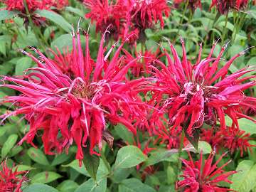 Monarda (113) - Copy