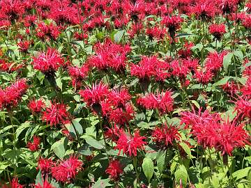 Monarda (115) - Copy