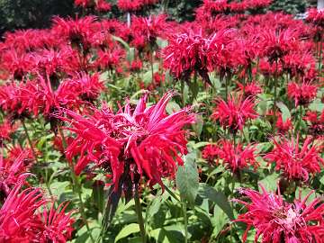 Monarda (116) - Copy