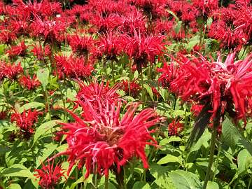 Monarda (118) - Copy