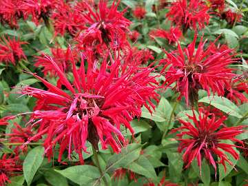 Monarda (12)