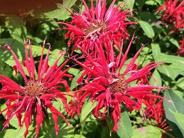 Monarda (124)