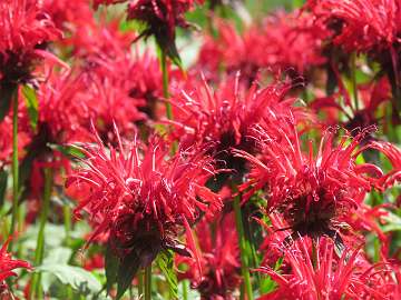 Monarda (130)