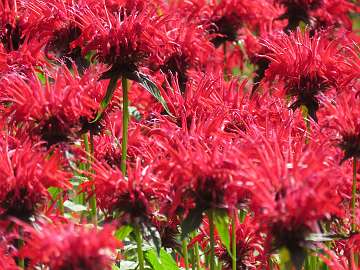 Monarda (131)