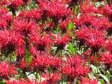 Monarda (134)