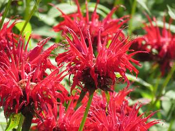 Monarda (136)