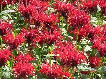 Monarda (138)