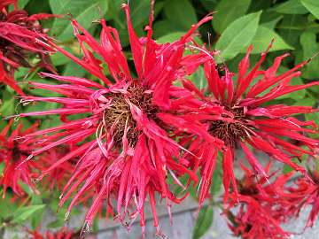 Monarda (14)