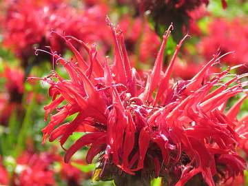 Monarda (149)