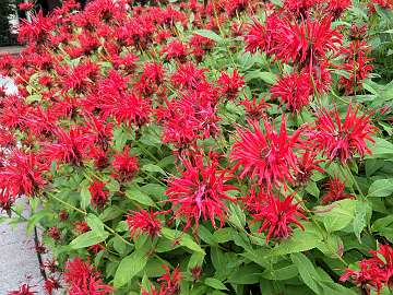 Monarda (15)