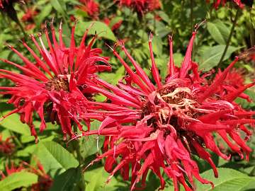 Monarda (154)