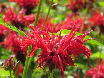 Monarda (156)